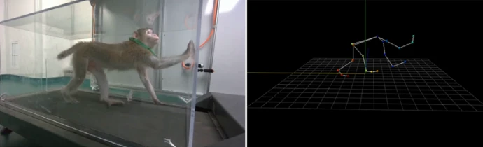Treadmill System for gait/locomotion analysis Treadmill System for gait/locomotion analysis